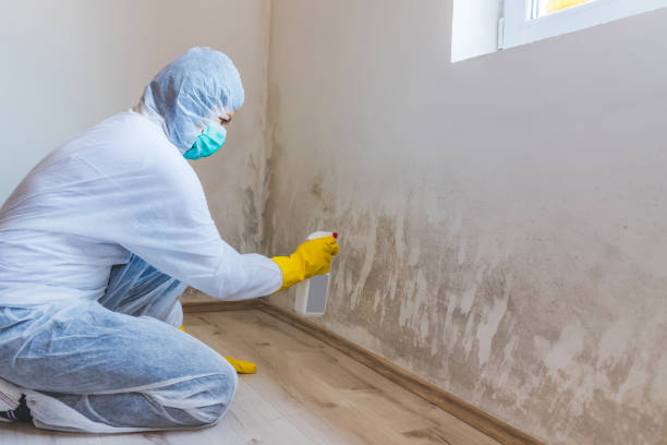 Licensed Black Mold Removal service in Fairview, NC - WQB Mold Removal