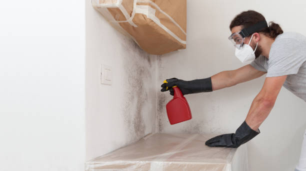 Professional Black Mold Removal technician working in Fairview, NC