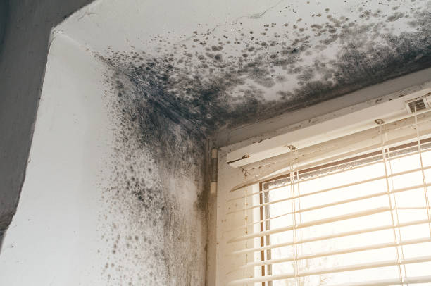 Affordable Black Mold Removal solutions in Fairview, NC
