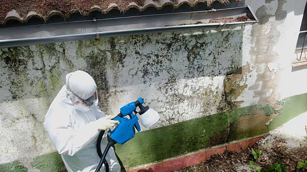 Top rated local Black Mold Removal specialists in Fairview, NC